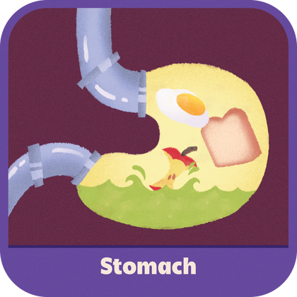 Stomach