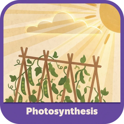 Photosynthesis
